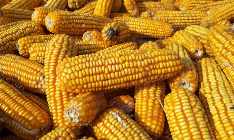 Corn